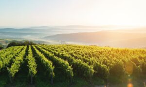 Vine Financial provides software solutions to streamline complex lending
